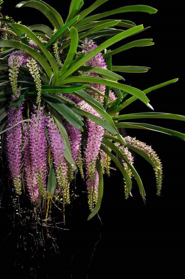 Hoa quý tộc uống nắng, ngậm sương chờ ngày khoe sắc xuân-7