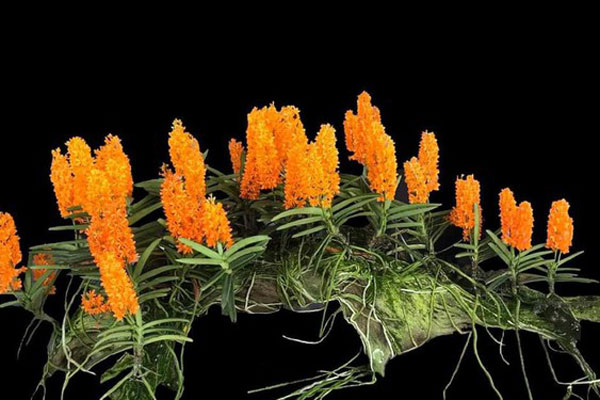 Hạt kơ nia rang béo bùi được chị em chốt đơn ầm ầm, hứa hẹn trở thành món độc đãi khách dịp Tết 2022-6