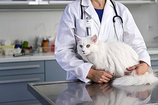 IQ của cô bé 11 tuổi chỉ như trẻ 3 tuổi, nguyên nhân bắt nguồn từ con mèo: Bác sĩ cảnh báo gia đình có trẻ nhỏ nên cẩn thận khi nuôi thú cưng-3