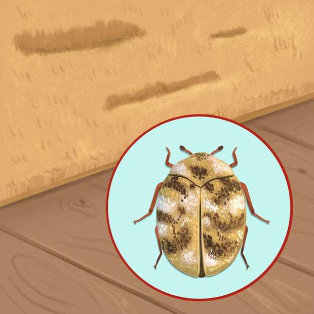 Thấy 7 dấu hiệu này chứng tỏ sâu bọ, côn trùng đang ngấm ngầm xâm chiếm nhà bạn, nhiều loài mắt thường khó phát hiện-3