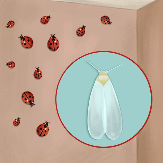 Thấy 7 dấu hiệu này chứng tỏ sâu bọ, côn trùng đang ngấm ngầm xâm chiếm nhà bạn, nhiều loài mắt thường khó phát hiện-5