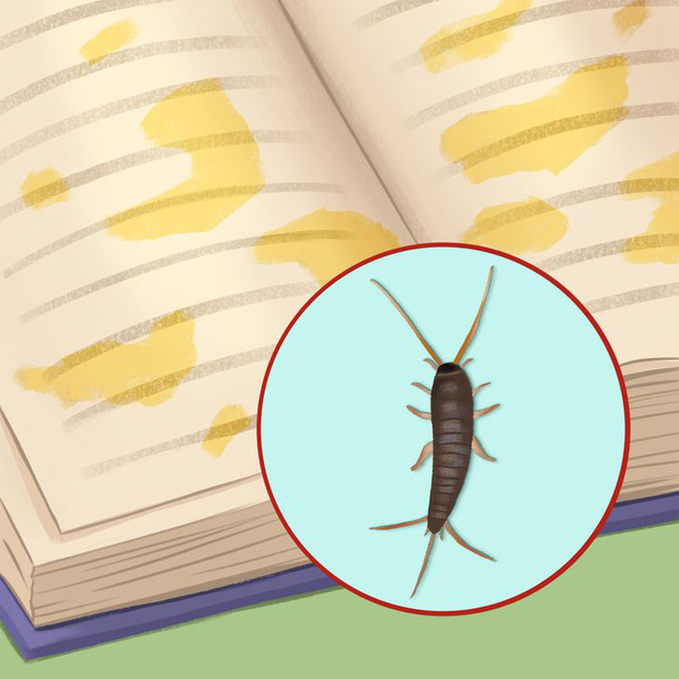 Thấy 7 dấu hiệu này chứng tỏ sâu bọ, côn trùng đang ngấm ngầm xâm chiếm nhà bạn, nhiều loài mắt thường khó phát hiện-6