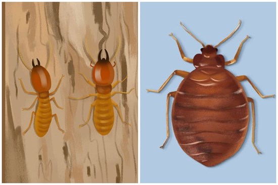 Thấy 7 dấu hiệu này chứng tỏ sâu bọ, côn trùng đang ngấm ngầm xâm chiếm nhà bạn, nhiều loài mắt thường khó phát hiện