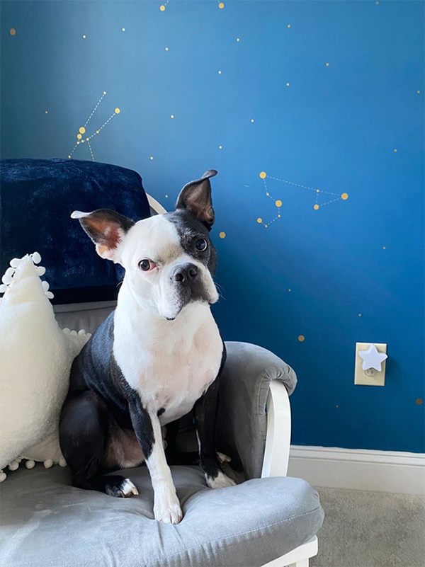 Con nhỏ bệnh bị chó cưng liên tục đánh thức, bố mẹ phát bực cho đến khi nhìn thấy gương mặt biến sắc của đứa trẻ-1