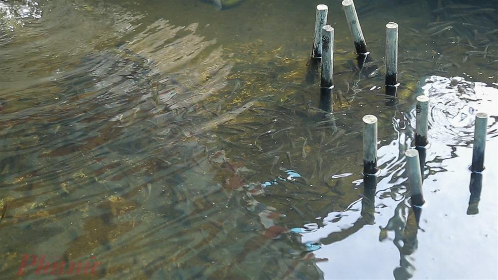 Kiếm gần tỷ đồng mỗi năm nhờ nuôi loài côn trùng thơm như hương quế-6