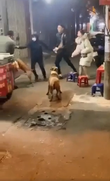 Kinh hoàng clip chó Pitbull điên cuồng cắn xé con mồi giữa phố, 3 người lớn vật lộn căng thẳng mới lôi ra được-2