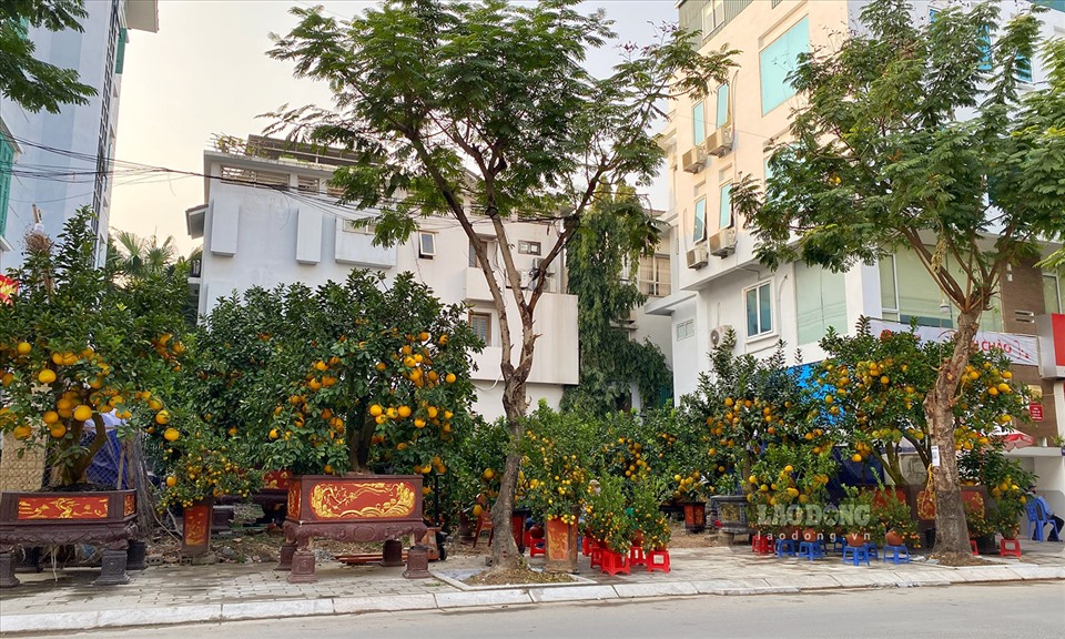 Bưởi cảnh, đào cổ thụ nằm lặng lẽ bên đường, chủ vườn lo thất thu-1