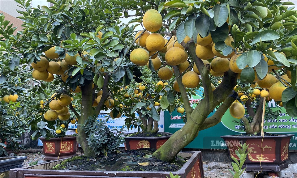 Bưởi cảnh, đào cổ thụ nằm lặng lẽ bên đường, chủ vườn lo thất thu-3