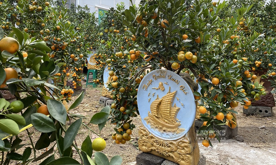 Bưởi cảnh, đào cổ thụ nằm lặng lẽ bên đường, chủ vườn lo thất thu-4