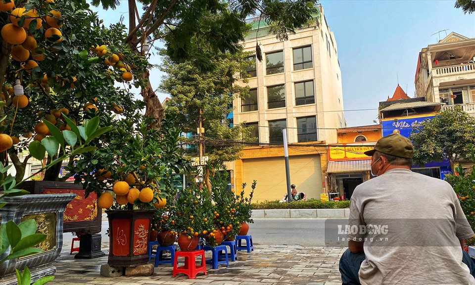 Bưởi cảnh, đào cổ thụ nằm lặng lẽ bên đường, chủ vườn lo thất thu-5