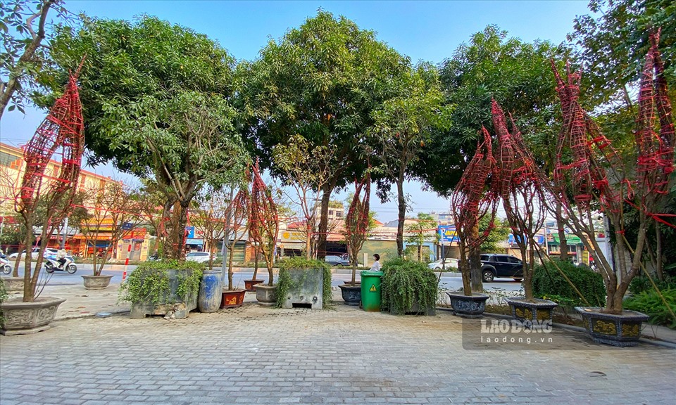 Bưởi cảnh, đào cổ thụ nằm lặng lẽ bên đường, chủ vườn lo thất thu-6