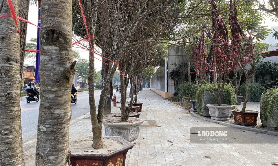 Bưởi cảnh, đào cổ thụ nằm lặng lẽ bên đường, chủ vườn lo thất thu-7