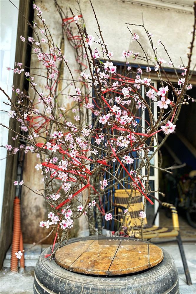 Bưởi cảnh, đào cổ thụ nằm lặng lẽ bên đường, chủ vườn lo thất thu-8