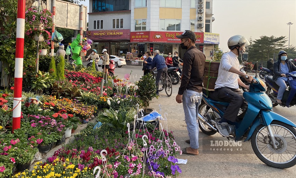 Bưởi cảnh, đào cổ thụ nằm lặng lẽ bên đường, chủ vườn lo thất thu-9