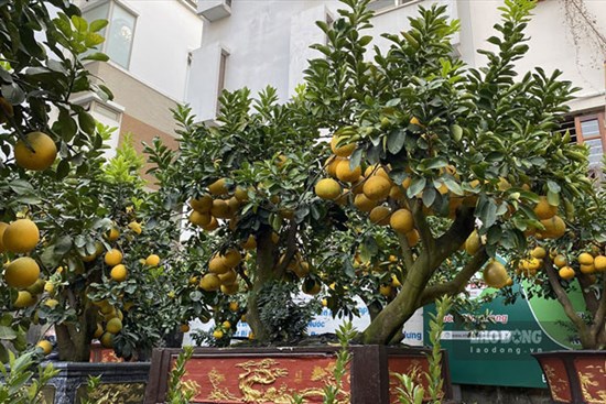 Bưởi cảnh, đào cổ thụ 'nằm lặng lẽ' bên đường, chủ vườn lo thất thu