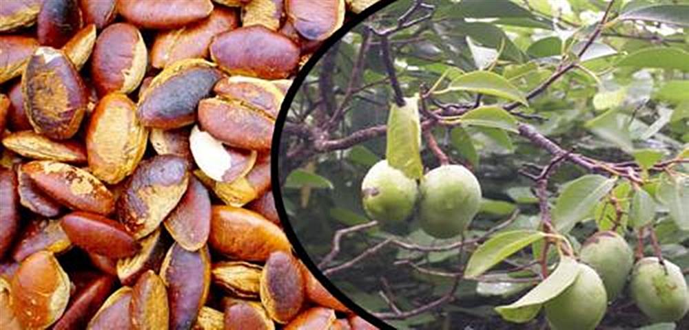 Hạt kơ nia rang béo bùi được chị em chốt đơn ầm ầm, hứa hẹn trở thành món độc đãi khách dịp Tết 2022-1