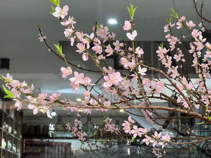 Đào rừng ồ ạt xuống phố sớm, giá rẻ chưa từng có-1