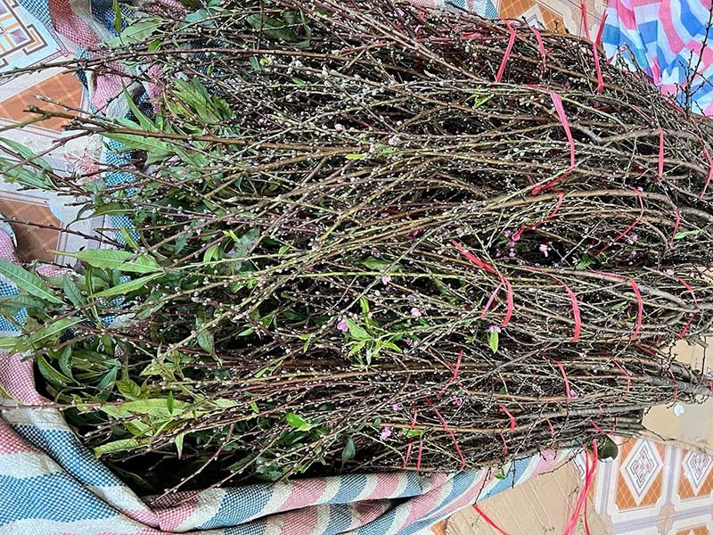 Đào rừng ồ ạt xuống phố sớm, giá rẻ chưa từng có-2