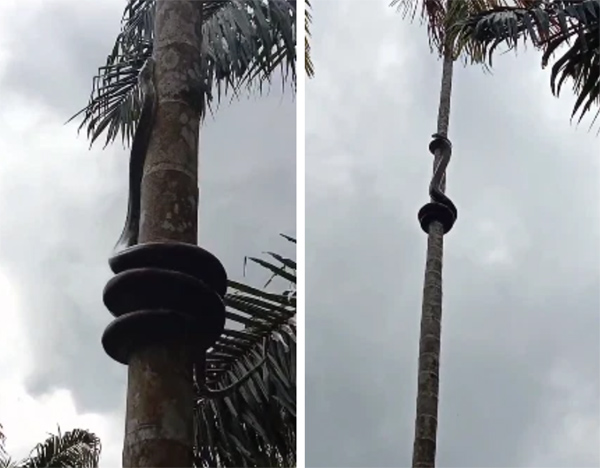 Con trăn khổng lồ cuộn tròn rồi thoăn thoắt trèo cây cau đầy điệu nghệ, dân tình xôn xao đồn đoán: Thân thế hẳn không phải dạng vừa!-1