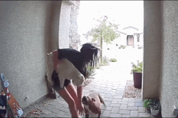 Clip: Pitbull hung hăng tử chiến rắn hổ mang và cái kết bất ngờ-1