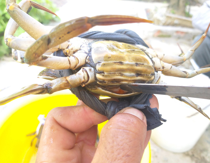Thương lái ngưng mua cua biển ngon nhất miền Tây do Trung Quốc đóng cửa khẩu-1