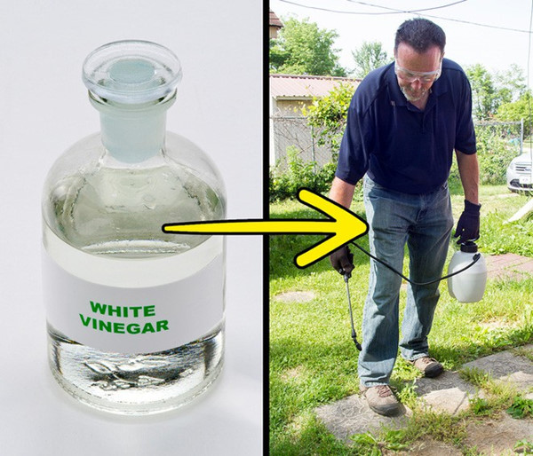 Đặt một chai giấm trắng dưới miệng cống ai ngờ giải quyết được những rắc rối của mỗi hộ gia đình-2