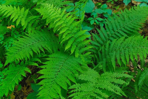 Loại rau nằm trong danh sách gây ung thư mà WHO cảnh báo, chuyên gia khuyên nên thận trọng kẻo ăn nhầm-1