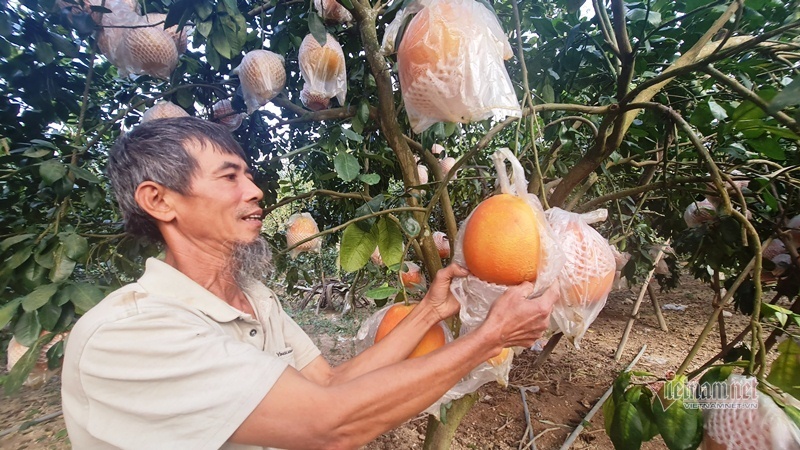 Tranh nhau đặt cọc bưởi đỏ ‘tiến Vua’ chuẩn bị Tết Nguyên đán-1
