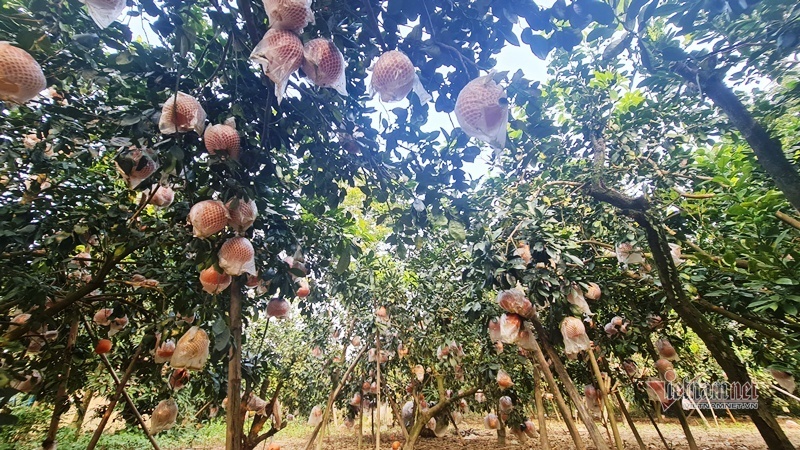 Tranh nhau đặt cọc bưởi đỏ ‘tiến Vua’ chuẩn bị Tết Nguyên đán-2