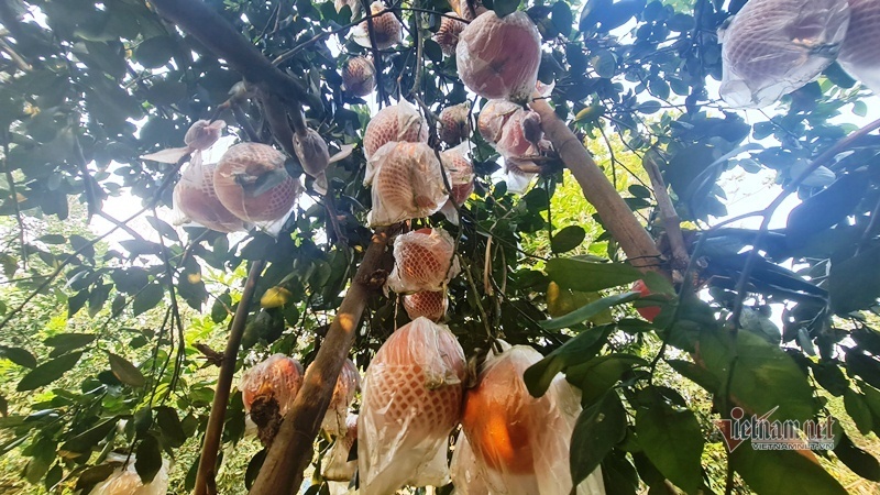 Tranh nhau đặt cọc bưởi đỏ ‘tiến Vua’ chuẩn bị Tết Nguyên đán-3