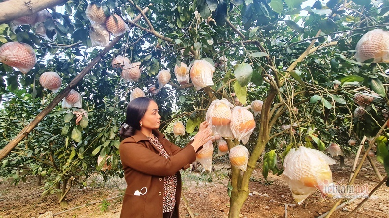 Tranh nhau đặt cọc bưởi đỏ ‘tiến Vua’ chuẩn bị Tết Nguyên đán-5