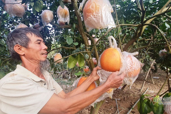 Bưởi tiến vua đậm đà sắc đỏ là thức quả không gì tuyệt vời hơn để chị em dâng tổ tiên mùng 1 cuối cùng của năm 2021-8