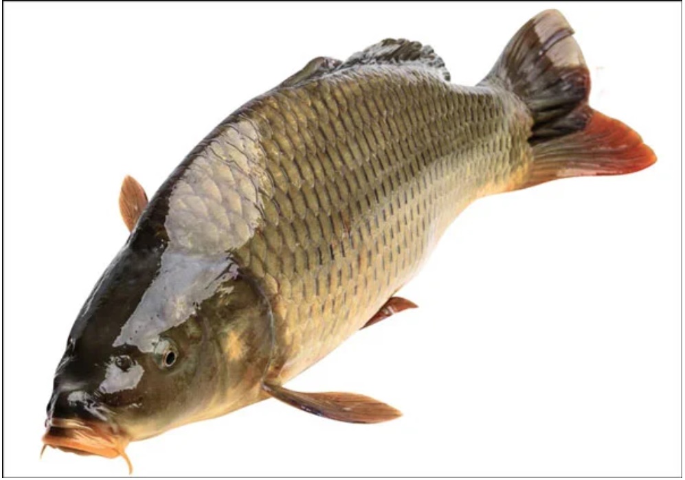 Đi chợ mua cá nhớ nhìn kĩ điểm này để chọn đúng con cá tươi ngon, nhiều dinh dưỡng nhất-1