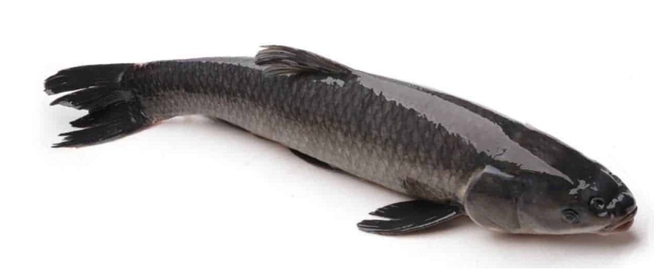 Đi chợ mua cá nhớ nhìn kĩ điểm này để chọn đúng con cá tươi ngon, nhiều dinh dưỡng nhất-3