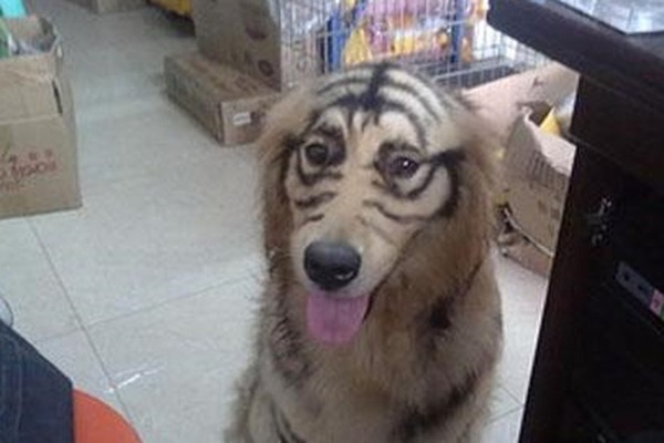 Để con trai 4 tuổi ở nhà một mình với chó Golden, cảnh tượng sau đó khiến ông bố giật mình-2