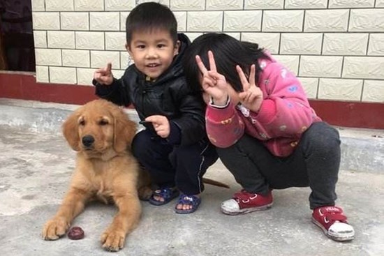 Để con trai 4 tuổi ở nhà một mình với chó Golden, cảnh tượng sau đó khiến ông bố giật mình