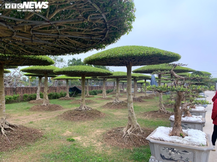 Vườn sanh lọng độc nhất vô nhị trị giá hàng chục tỷ đồng-1