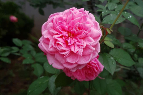 Đi nước ngoài với sếp 4 tháng, ngày về sốc khi thấy thân hình vợ-1