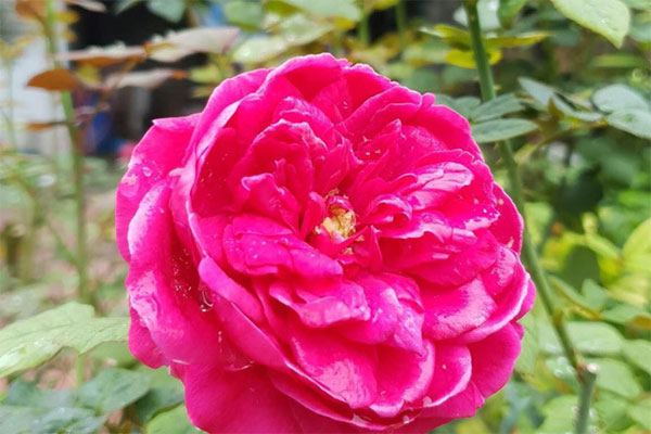 Hàng xóm ở quê gửi cho tôi một bức ảnh, xem xong tôi cực kỳ oán hận em dâu-3