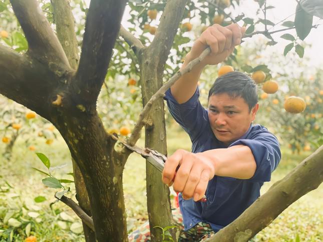 Thủ phủ cam chín vàng rực cả khu đồi, người dân ém hàng chờ Tết-8