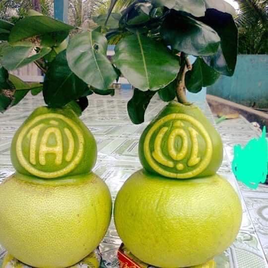 Năm loại trái cây cứ đến Tết lại đắt hàng, có loại cả triệu đồng/quả-5