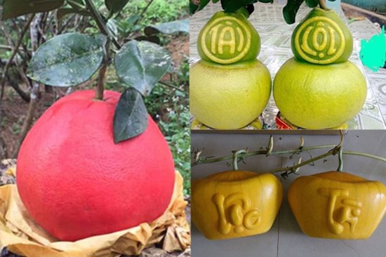 Năm loại trái cây cứ đến Tết lại đắt hàng, có loại cả triệu đồng/quả