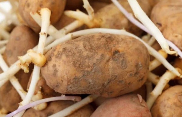 Người đàn ông nhập viện do tiêu chảy kéo dài, không ngờ phát hiện ung thư dạ dày chỉ vì 2 loại củ rất nhiều gia đình thường ăn-3