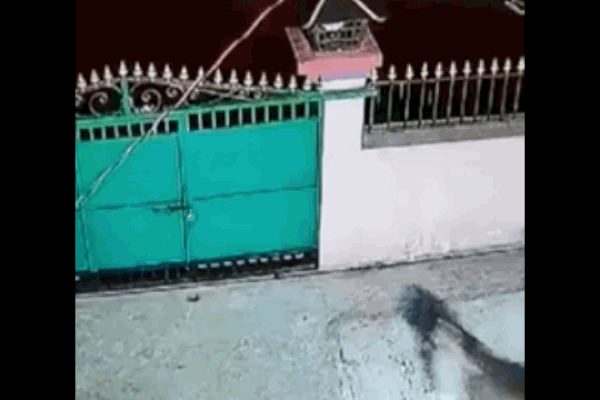 Clip: Kinh hoàng cảnh báo hoa mai nhảy lên vồ cảnh sát khi bị vây bắt-1