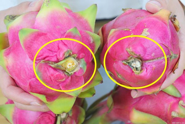 Ra chợ, người thông thái thấy thanh long có dấu hiệu này sẽ mua ngay vì chúng ngon nhất chợ, lại dồi dào dinh dưỡng và rất tốt cho sức khỏe-5