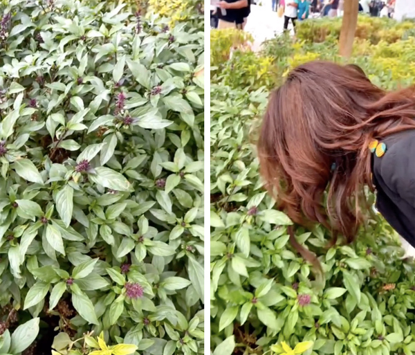 Một loại rau quen thuộc ở Việt Nam sang Dubai bỗng thành… cây cảnh, đến cả HHen Niê cũng sốc không nói nên lời-1