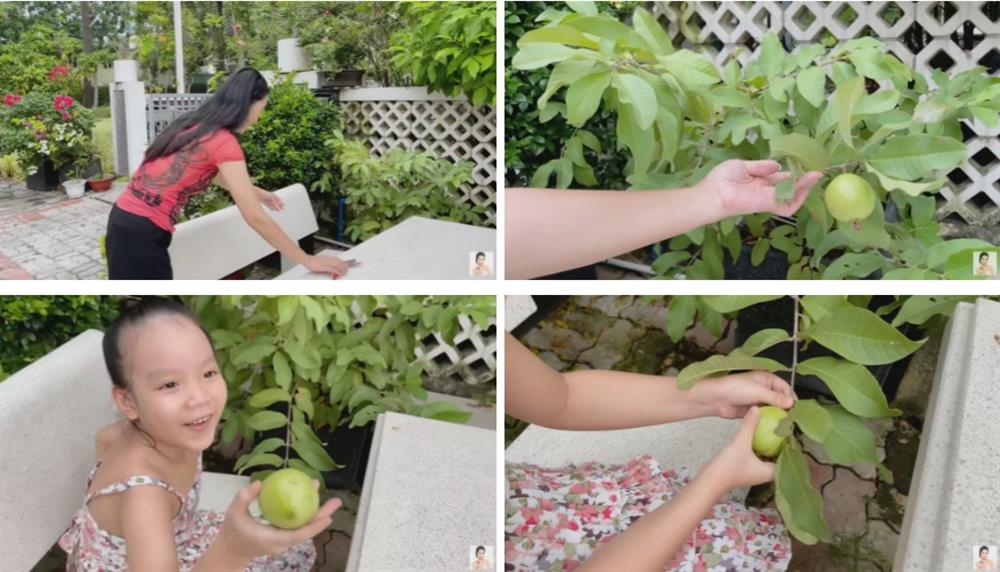 Trịnh Kim Chi khoe tài trồng rau trái cực mát tay: Toàn cây nhỏ xíu mà sai quả hái không xuể-3