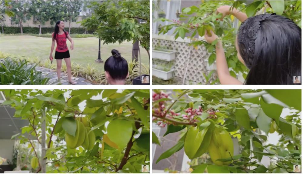 Trịnh Kim Chi khoe tài trồng rau trái cực mát tay: Toàn cây nhỏ xíu mà sai quả hái không xuể-4