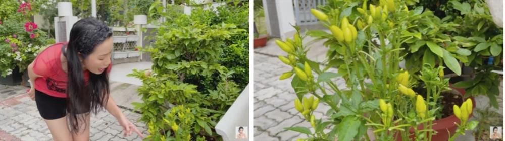 Trịnh Kim Chi khoe tài trồng rau trái cực mát tay: Toàn cây nhỏ xíu mà sai quả hái không xuể-6