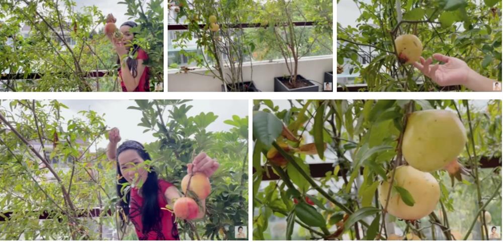 Trịnh Kim Chi khoe tài trồng rau trái cực mát tay: Toàn cây nhỏ xíu mà sai quả hái không xuể-7
